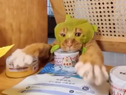 Un festival de vidéos de chats au Kinepolis de Lomme ! 