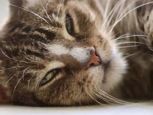 Nouvelle collecte pour aider la LPA ce week-end