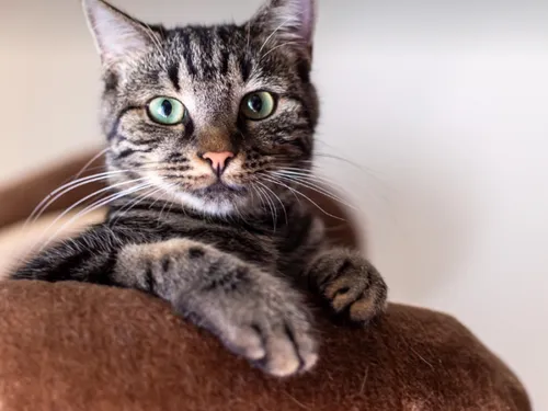Salon de l'adoption et collecte avec l'Ecole du chat de Roubaix ce...