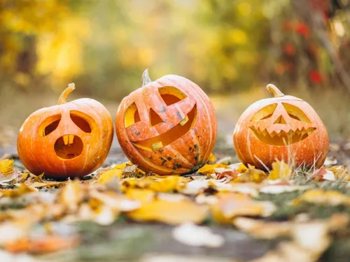 Un jardin des mystères pour Halloween à Comines