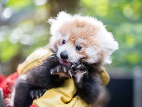 Choisissez le prénom du bébé panda roux au zoo de Lille !