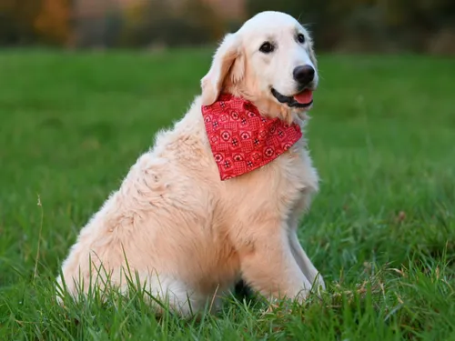 Du changement chez les chiens préférés des Français cette année 