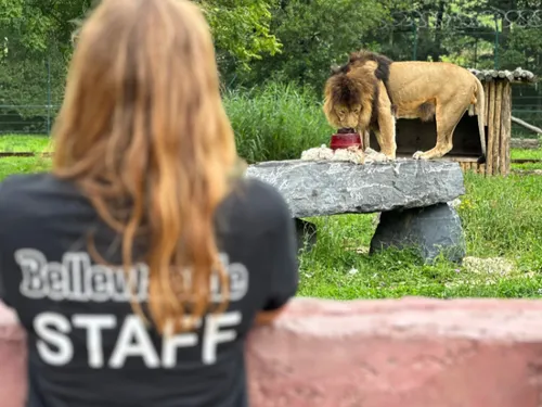 Belllewaerde cherche du monde pour sa prochaine saison