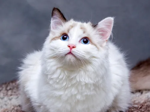 Nouveau salon de l'adoption avec l'Ecole du chat