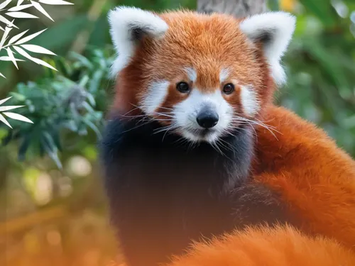 La femelle panda roux est arrivée au Parc d'Isle !