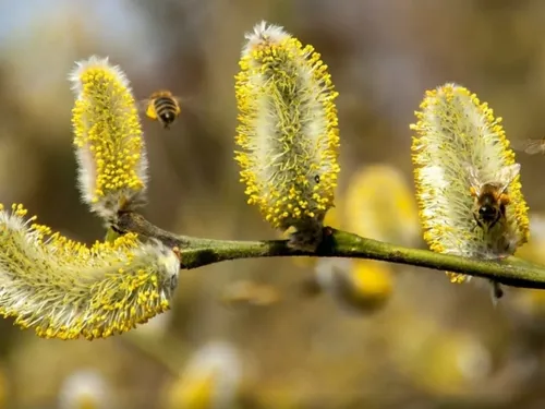 Pollen : les Hauts-de-France en alerte rouge