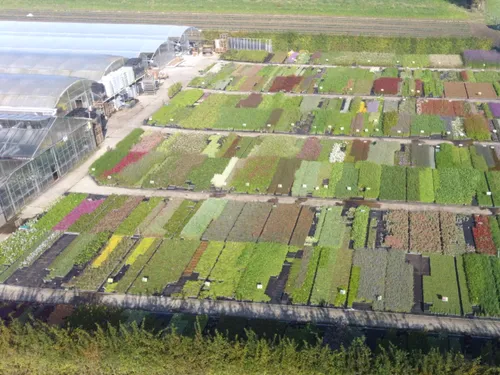 Opération plantes solidaires ce week-end à Landas