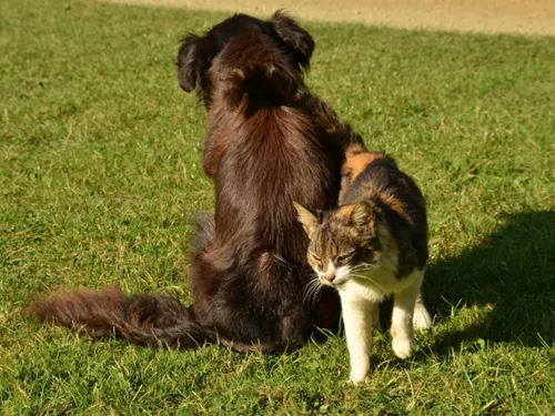 Une grande collecte nationale pour les animaux abandonnés ce jeudi