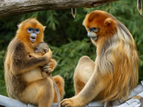 Choisissez les prénoms des bébés singes dorés de Pairi Daiza
