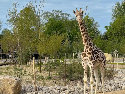 Canicule : le zoo d'Amiens adapte ses horaires