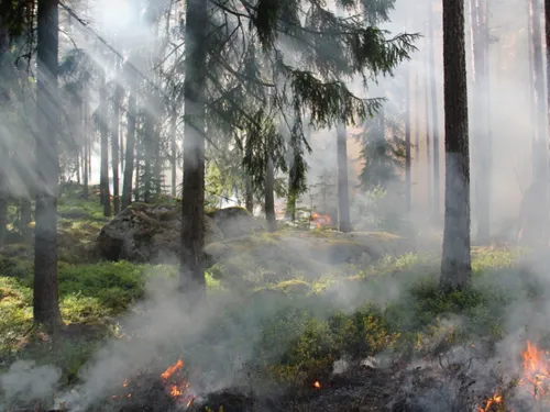 Feux de forêts : le Nord passe en vigilance orange