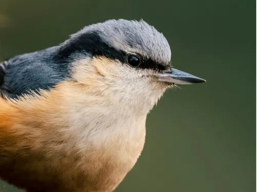 La Ligue protectrice des oiseaux appelle à l'aide dans les...