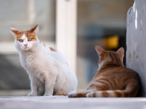 Nouveau salon de l'adoption de l'Ecole du Chat ce samedi