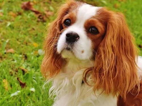 Après Saint-Omer, La Madeleine passe elle aussi au passeport canin