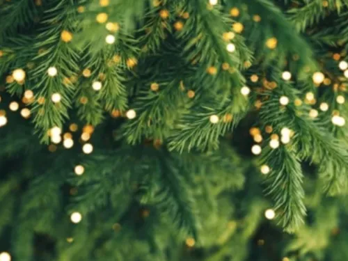 Lille : que faire de votre sapin naturel ?