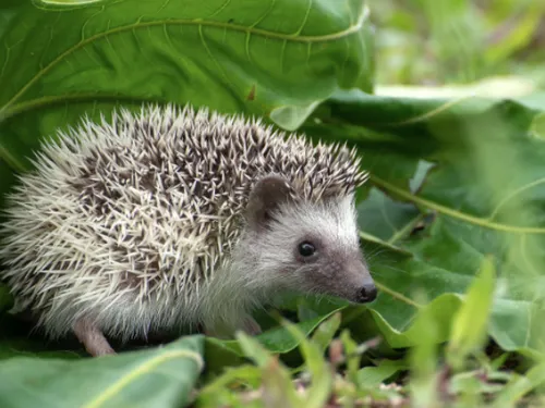 Douai : vous avez la main verte ? Participez à un concours !