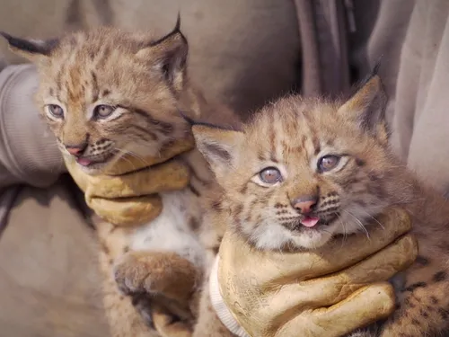 Votez pour les prénoms des deux bébés lynx de Bio-Topia