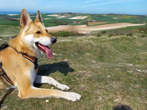 Des escape games canins cet été sur la côte