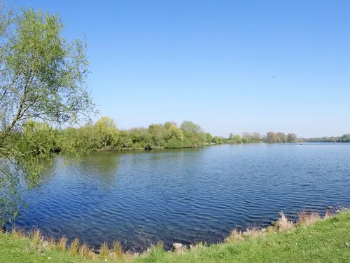 Cyanobactéries dans les parcs de la MEL : attentions à vos chiens