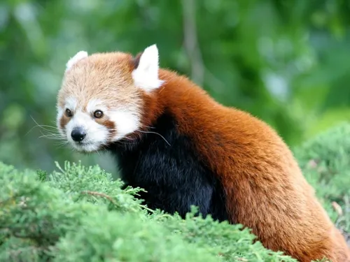 Dernière semaine pour profiter du zoo de Lille