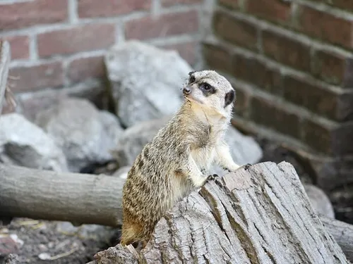 Le zoo de Lille fermé plusieurs jours cette semaine