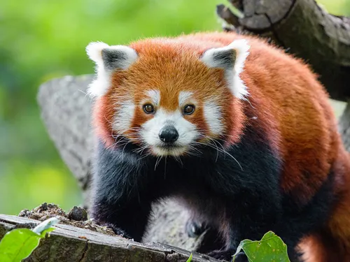 Un panda roux au Parc d'Isle !