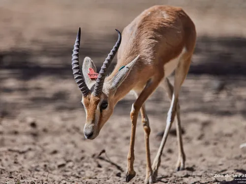 Quatre gazelles dorcas sont nées au zoo d'Amiens, une première en...