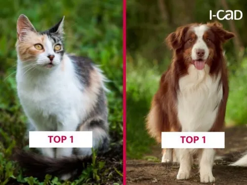 Quels sont les chiens et chats préférés des Hauts-de-France ? 