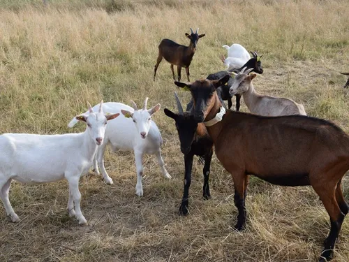 Visite d'une chèvrerie, atelier citrouille... ça se passe à...