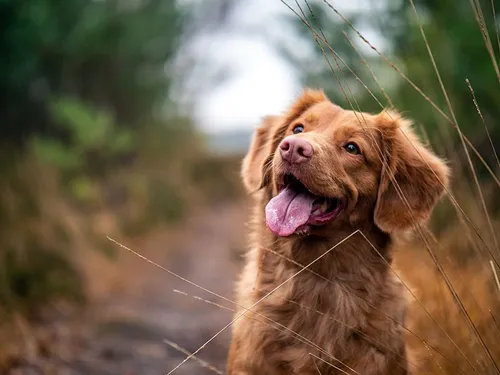 Un nouveau parc canin à Lezennes !