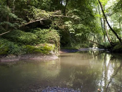 La forêt de Mormal inaccessible jusqu'en 2027
