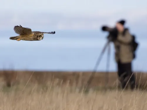Le Festival de l'Oiseau et de la Nature de retour en Baie de Somme