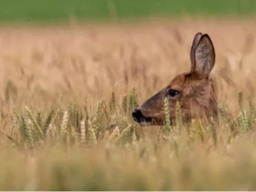La MEL reconduit les balades gratuites dans ses parcs en août