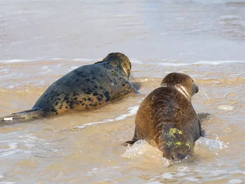 Le centre de soins de la LPA a besoin d'aide