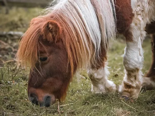 Une nouvelle cagnotte pour l'association « Terre Animale – Équidés...