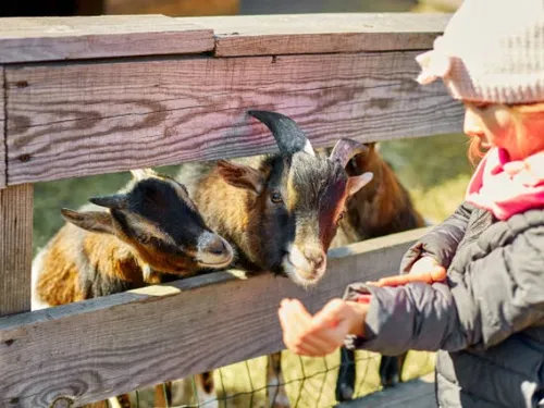 Mangez, dormez, découvrez...Les fermes des Hauts-de-France 