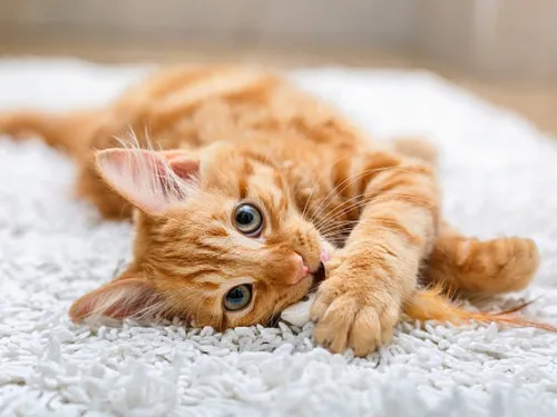 Journée adoption à Promenade de Flandre ce samedi