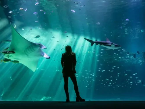 Votre enfant est Poisson ? Nausicaa c'est gratuit ce mois-ci !