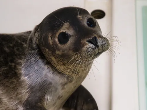 Que faire si on voit un bébé phoque en détresse ? 