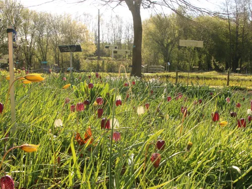 Le Conservatoire botanique national de Bailleul ouvre ses portes