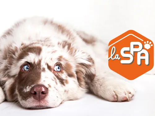 Bilan de la SPA : une baisse alarmante des adoptions