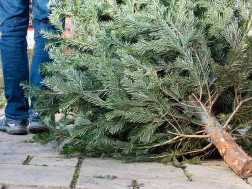 Saint-Quentin et Amiens collectent vos sapins !