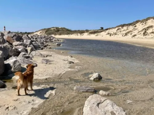 Que faire avec son chien dans la région ? 