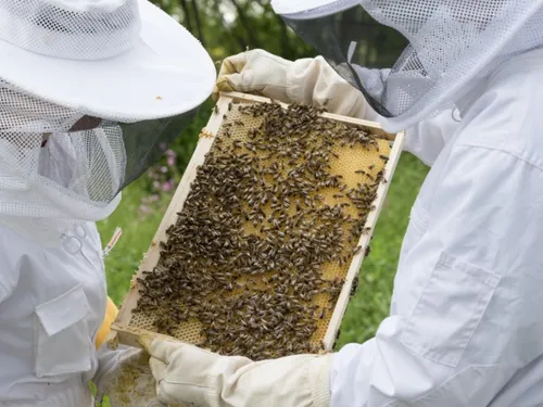 Une vingtaine de rendez-vous autour des abeilles dans la région