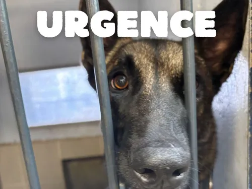 Episode de neige dans la région : les refuges ont besoin de dons