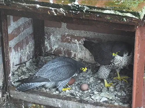 Albi : trois faucons ont éclos dans le nichoir de la cathédrale...