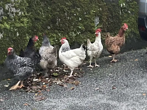 A Tulle, un appel est lancé pour retrouver la poule fugueuse