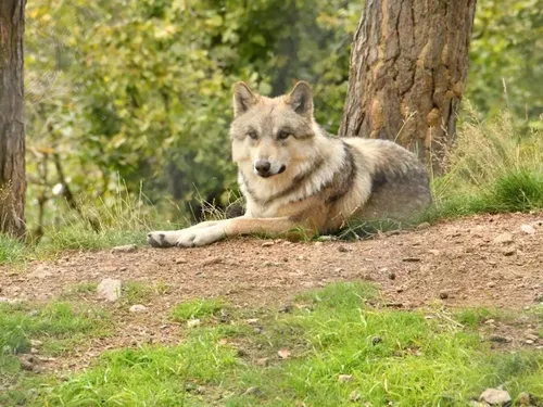 Un agriculteur lozérien jugé pour avoir empoisonné sept loups du...