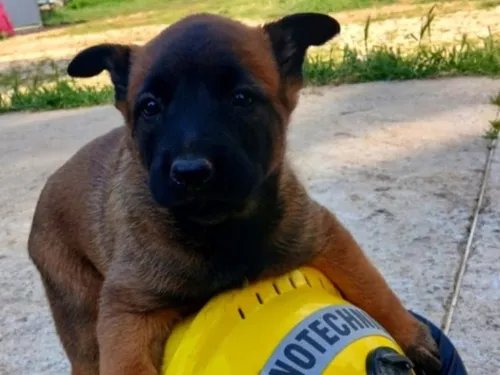 La brigade cynotechnique des pompiers a une nouvelle recrue et elle...