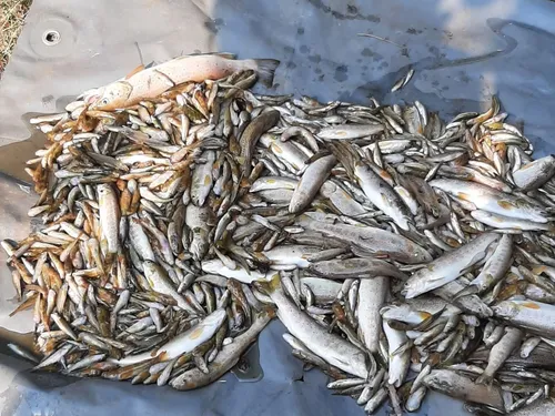 Des centaines de poissons morts entre Lozère et Ardèche